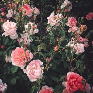 六十路の高齢熟女の初撮
